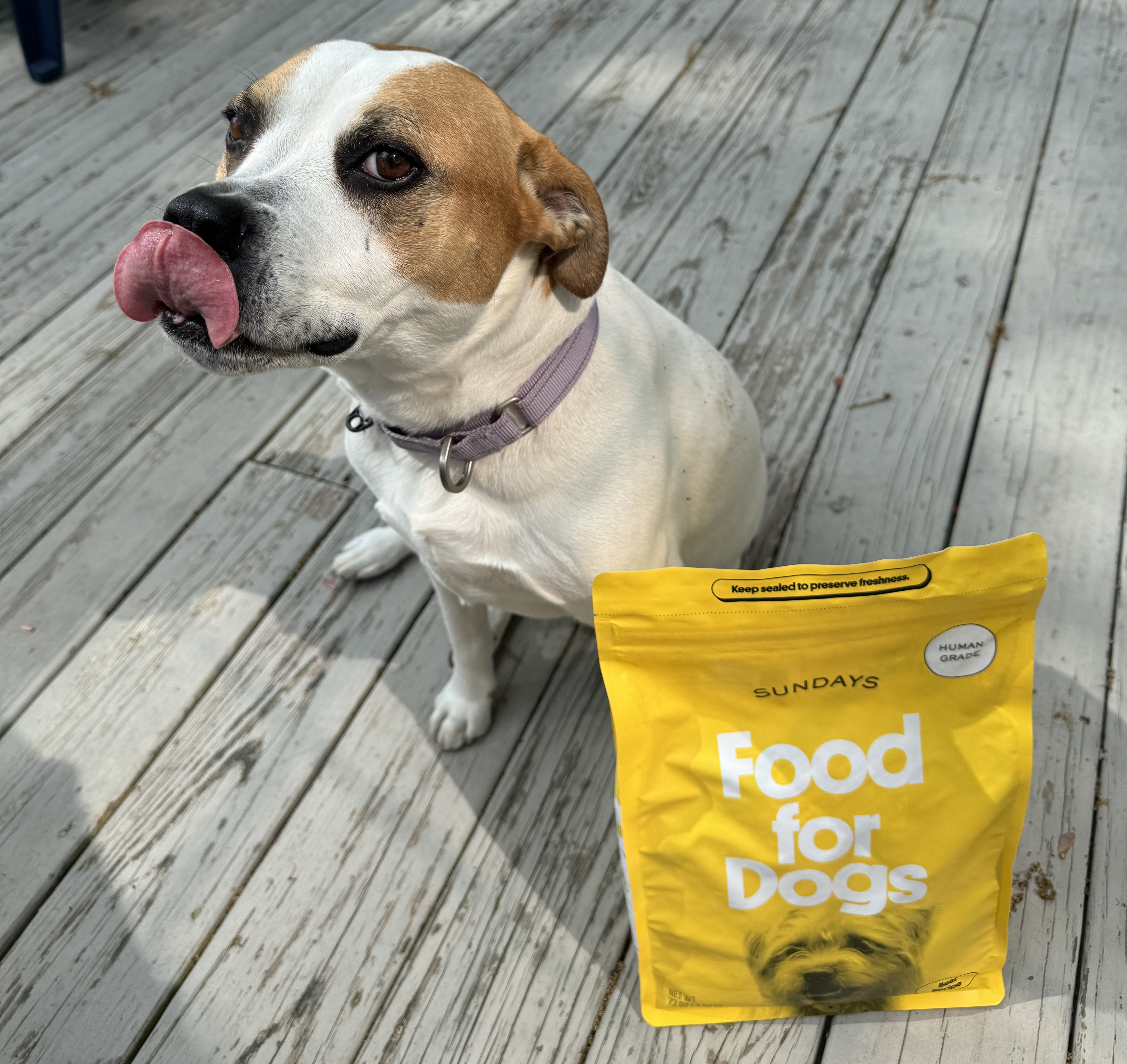 Dog Nutrition 101: 5 Reasons Why Sundays is Perfect for Every Stage of Life, From Pup to Adult