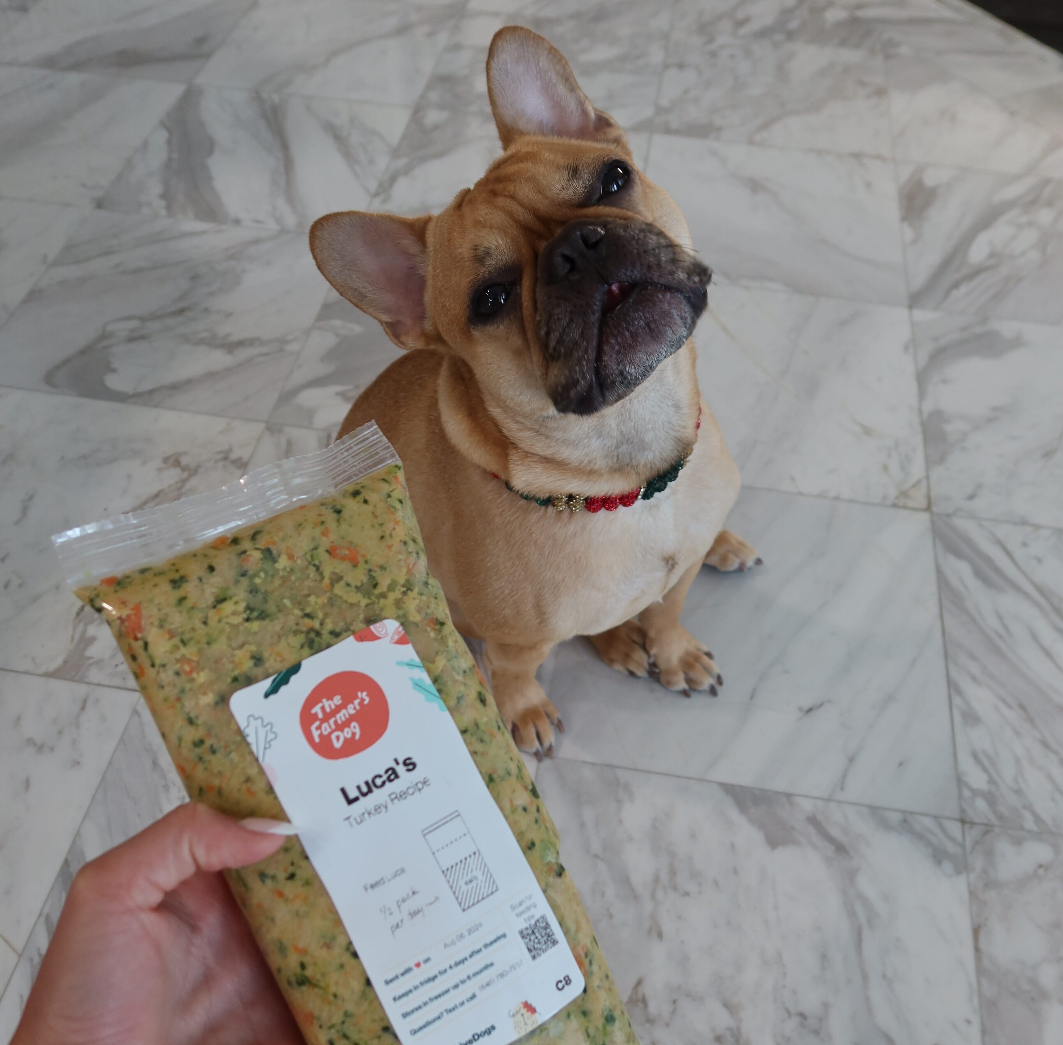 5 Signs Your Pup Isn’t Being Their Best Self— And You Might Not Even Know It