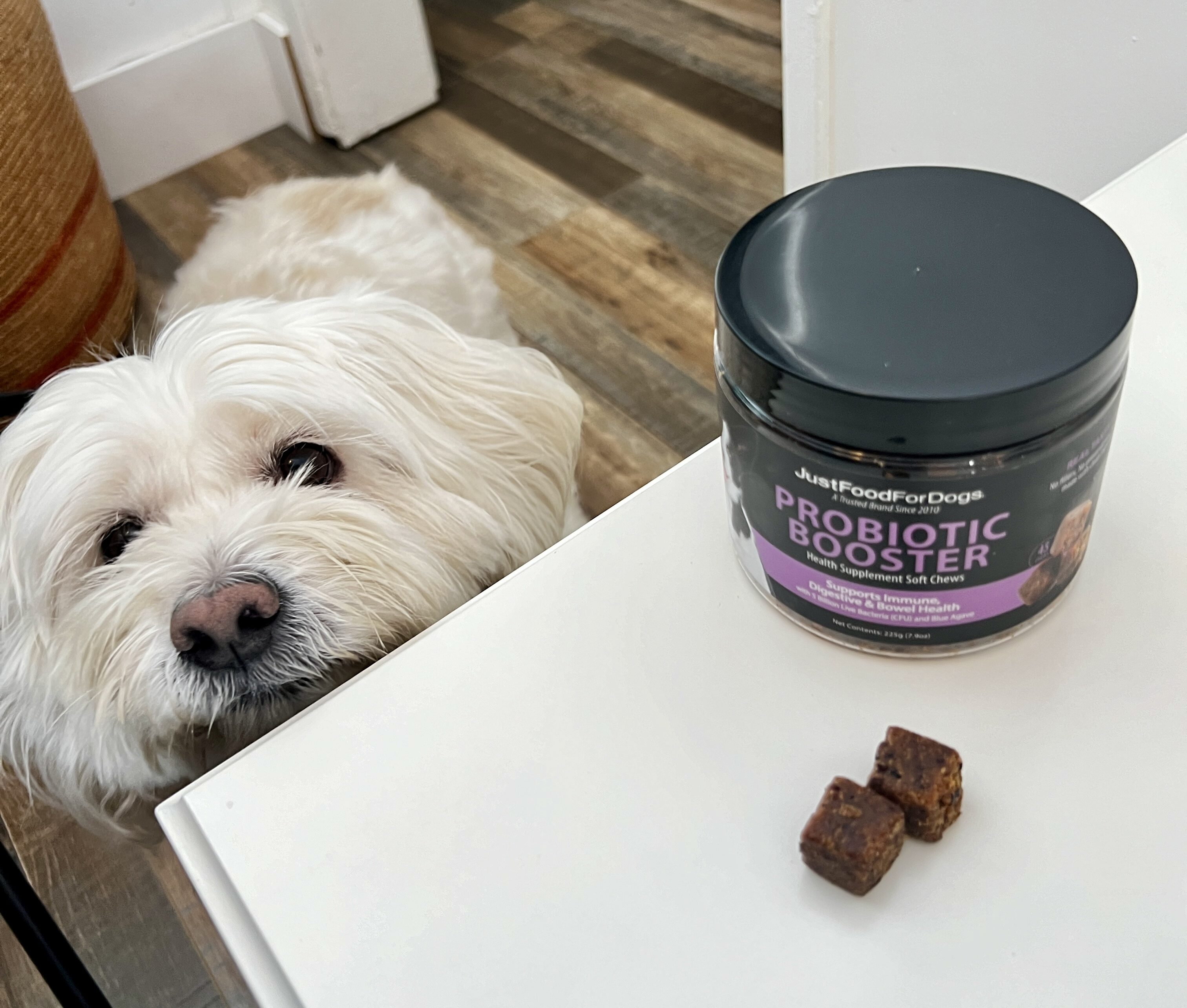 Why Most Dogs Reject Probiotics – And The One Dogs Love 