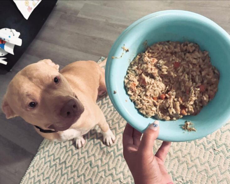 Just Food for Dogs Get 50 Off First Order BFCM Sale