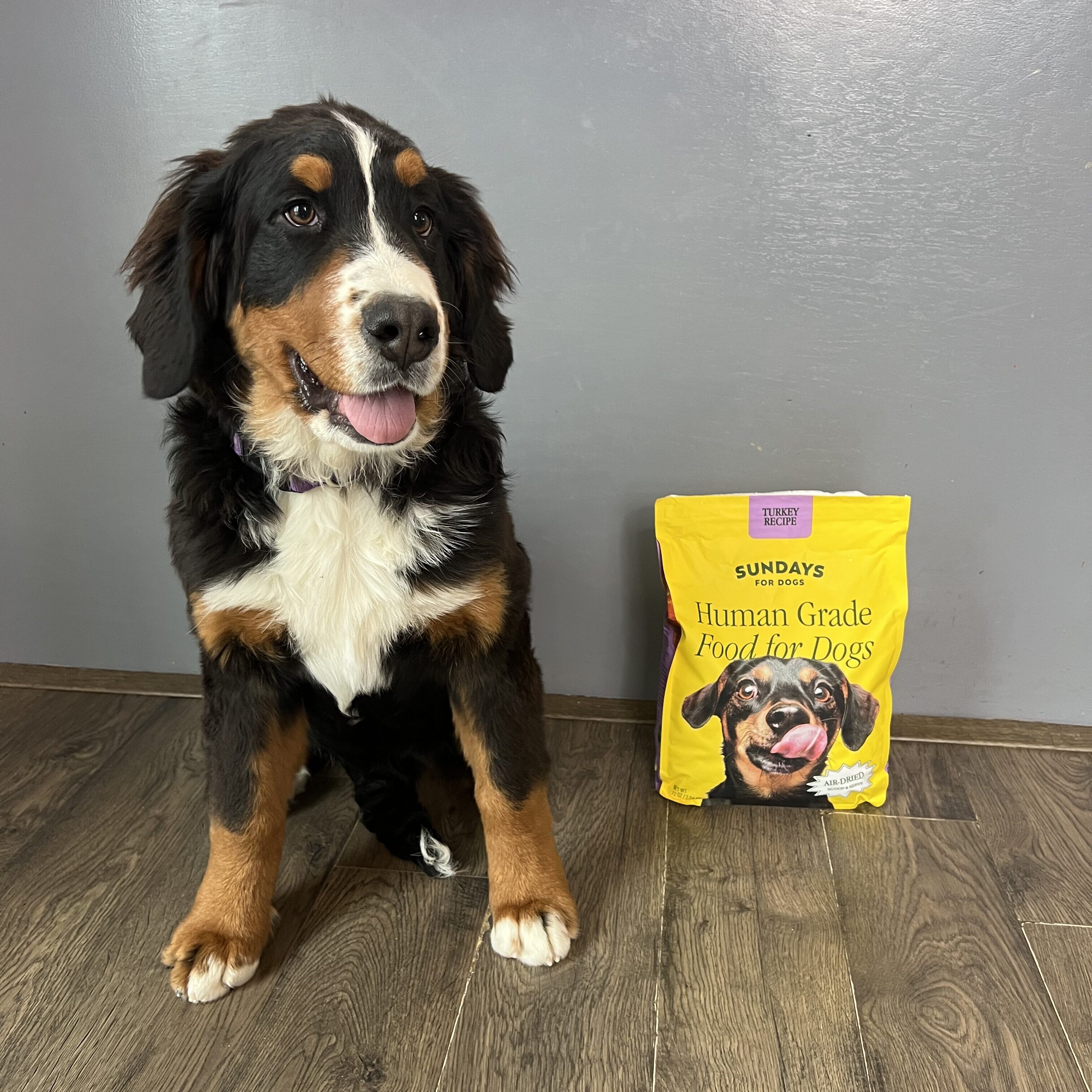 4 Things I Wish Someone Would’ve Told Me About Getting a Puppy