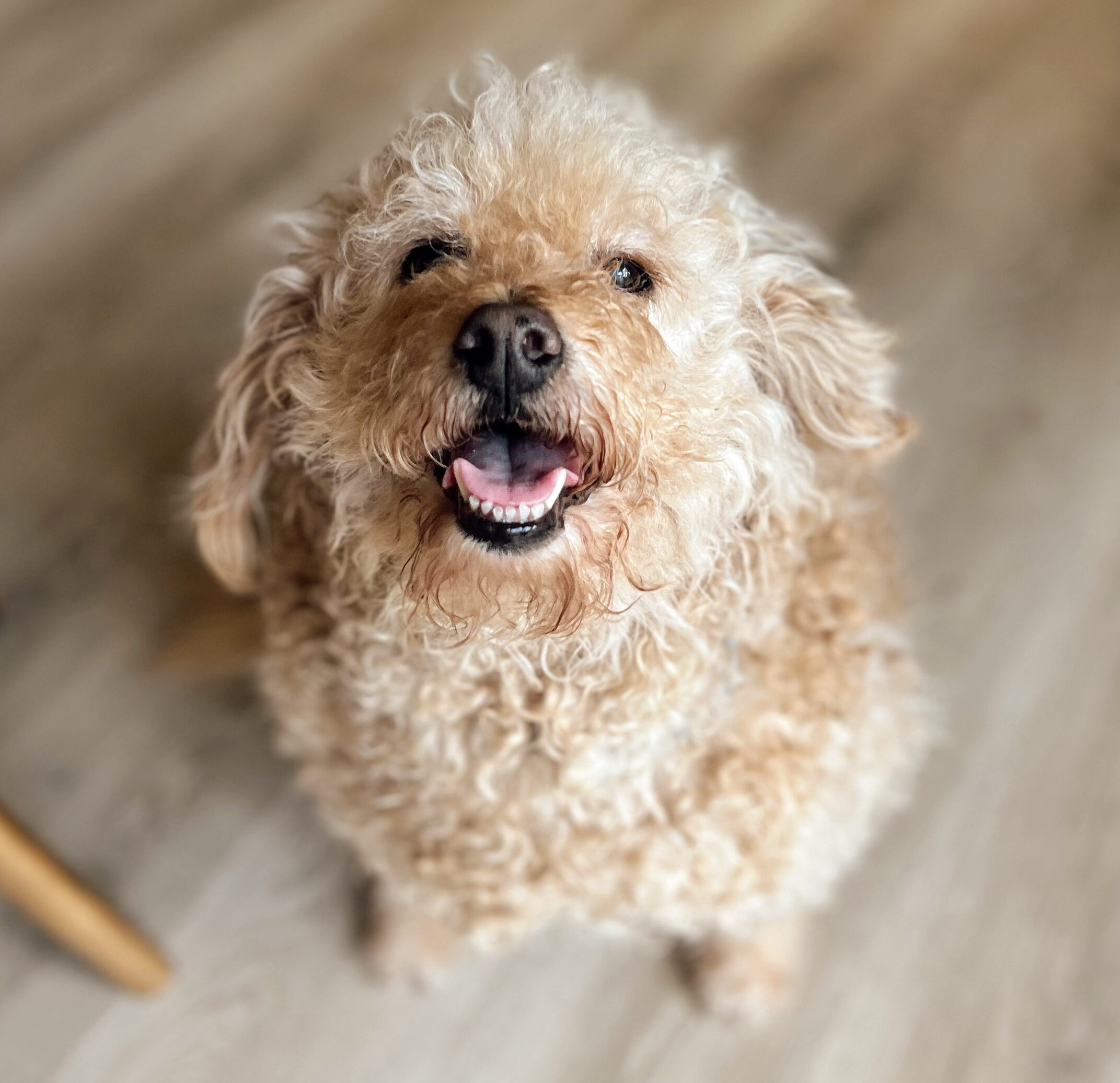 Why I Switched My Mini Goldendoodle to This Fresh Dog Food (And Why You Should Too)