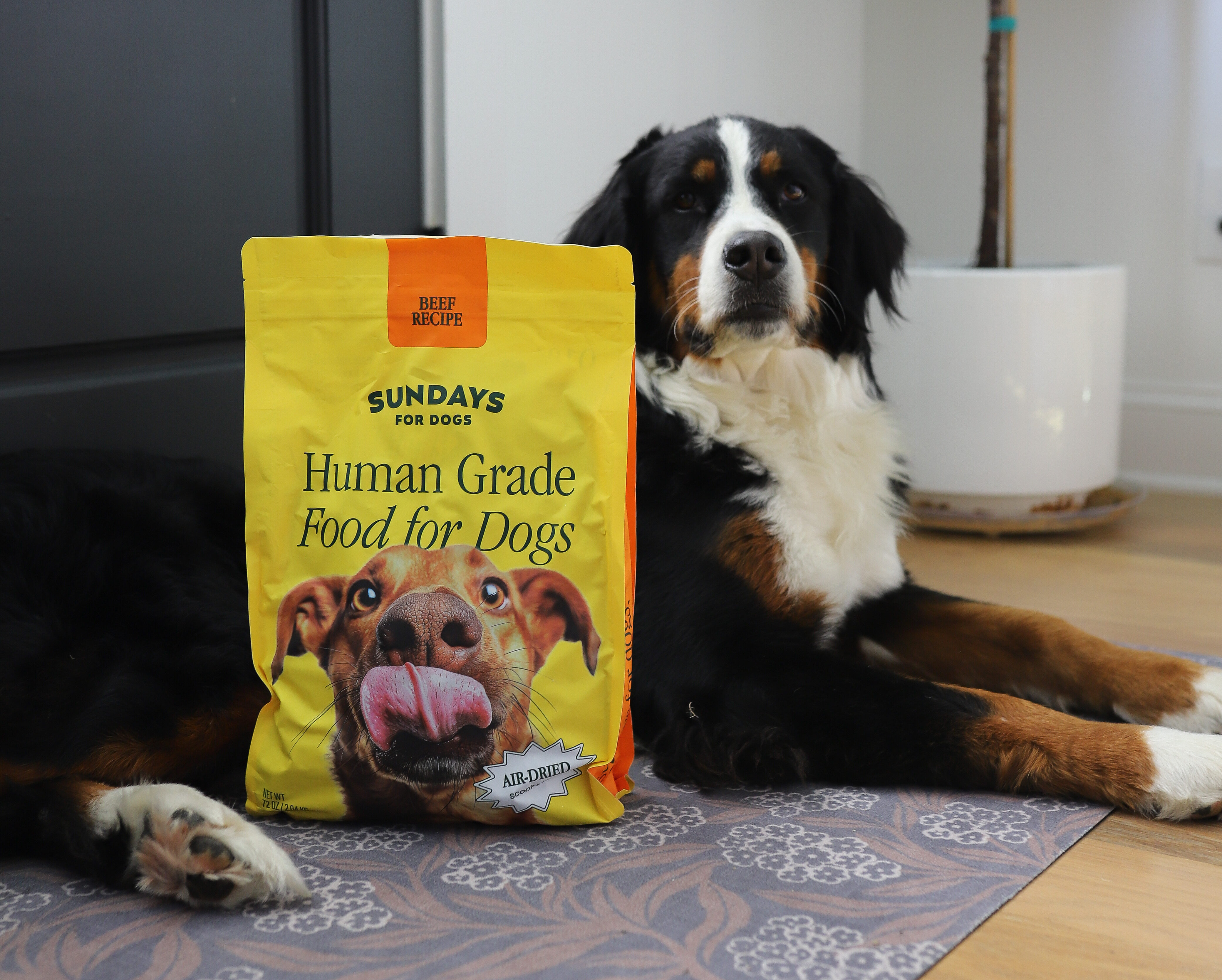 5 Reasons I’m Obsessed with Sundays for Dogs (And Why You Will Be Too)