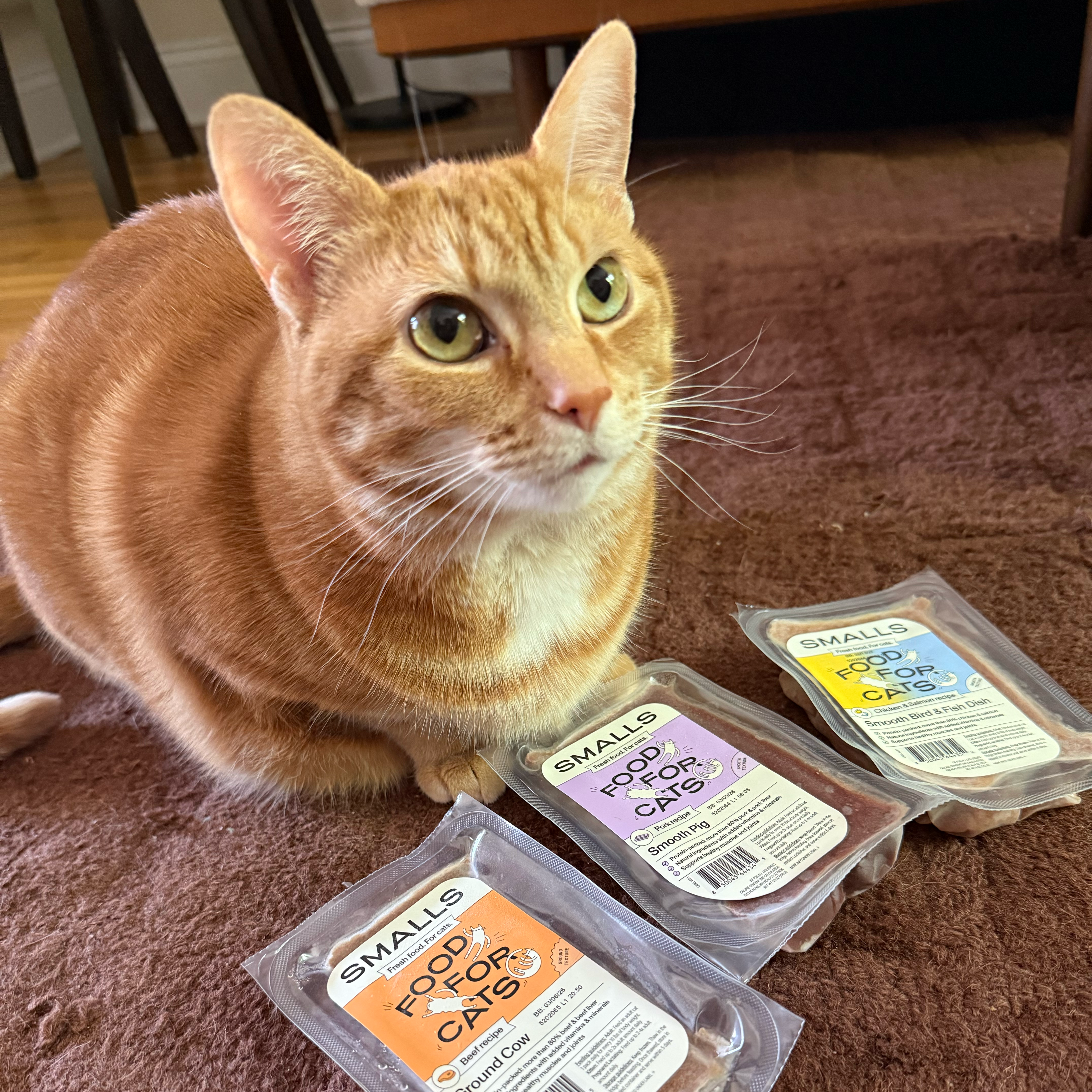 Why Choosing Smalls Was the Best Decision I Made as a Cat Dad
