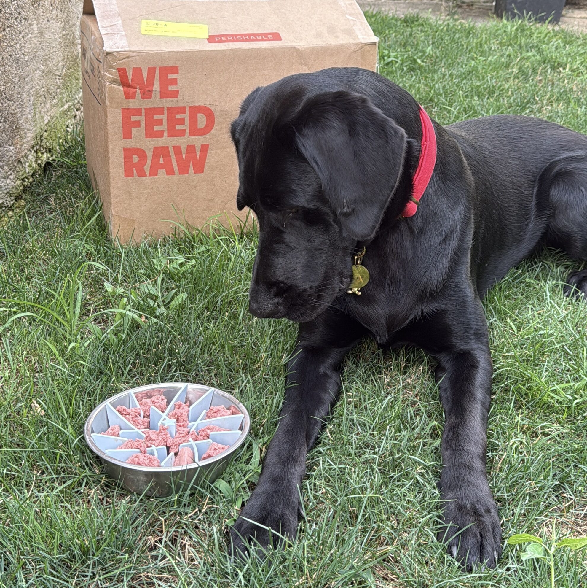 We Feed Raw vs. Maev vs. Ollie vs. Spot & Tango: Which Food Is Best For Your Dog?