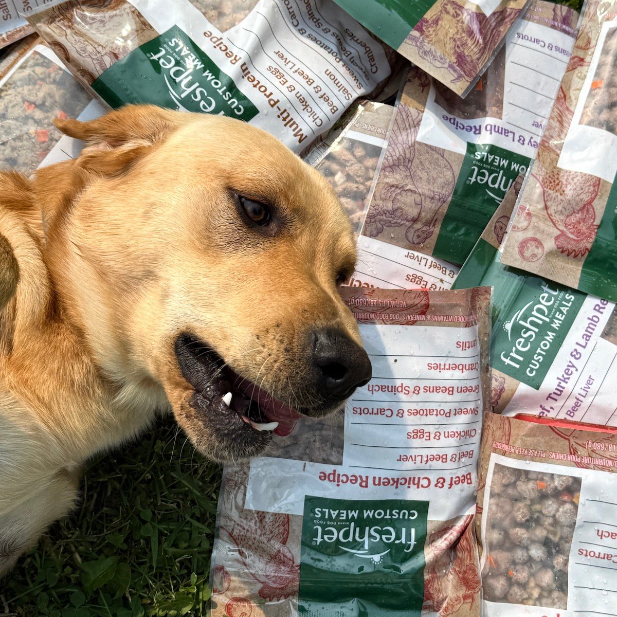 First Impressions: Freshpet