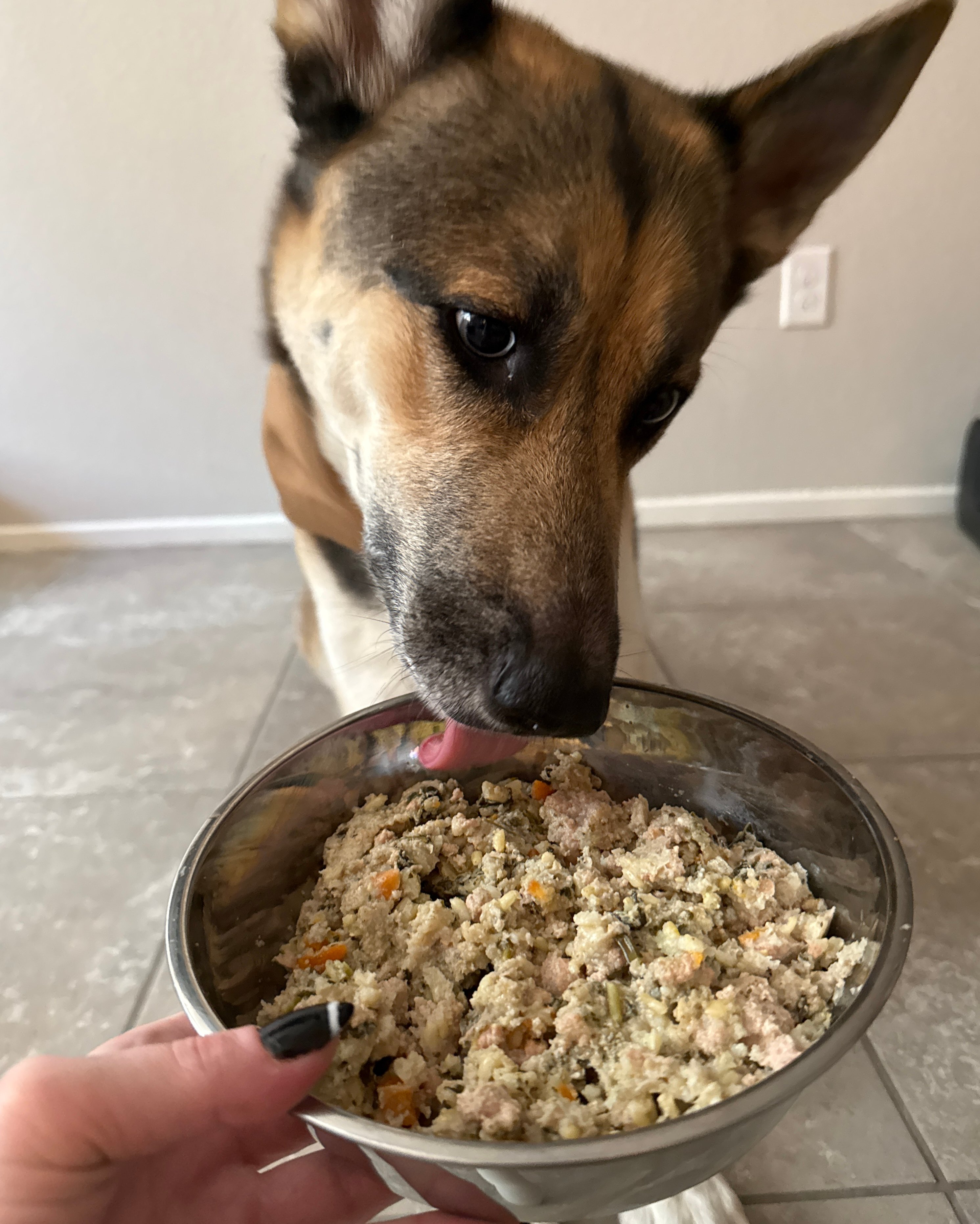 As a Nutritionist and Dog Mom, I’ll Never Feed My Pup Kibble Again—Here’s Why