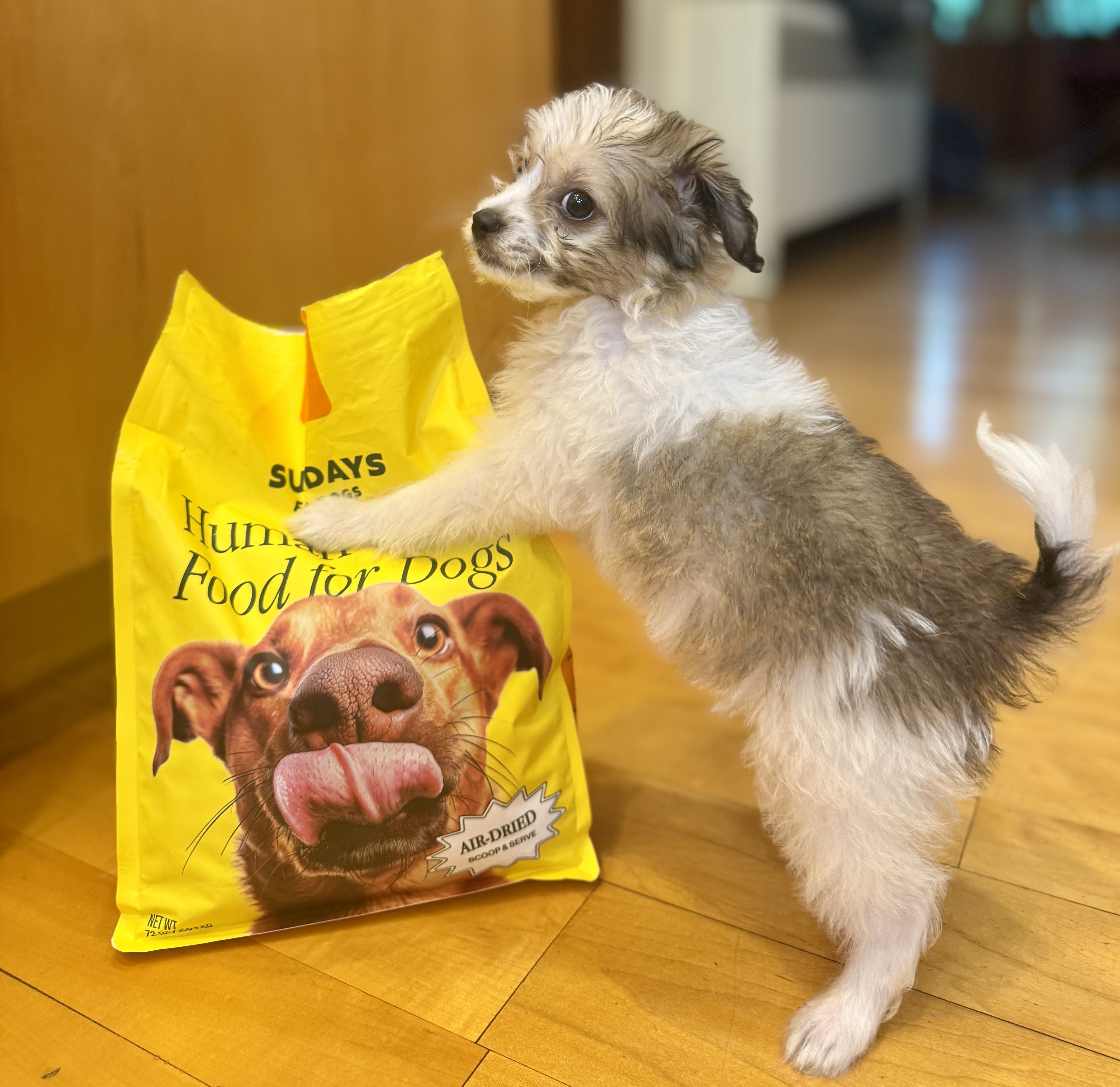 Yes, I Run a TV Network And Still Have Time To Be That Dog Mom – Here’s My Secret