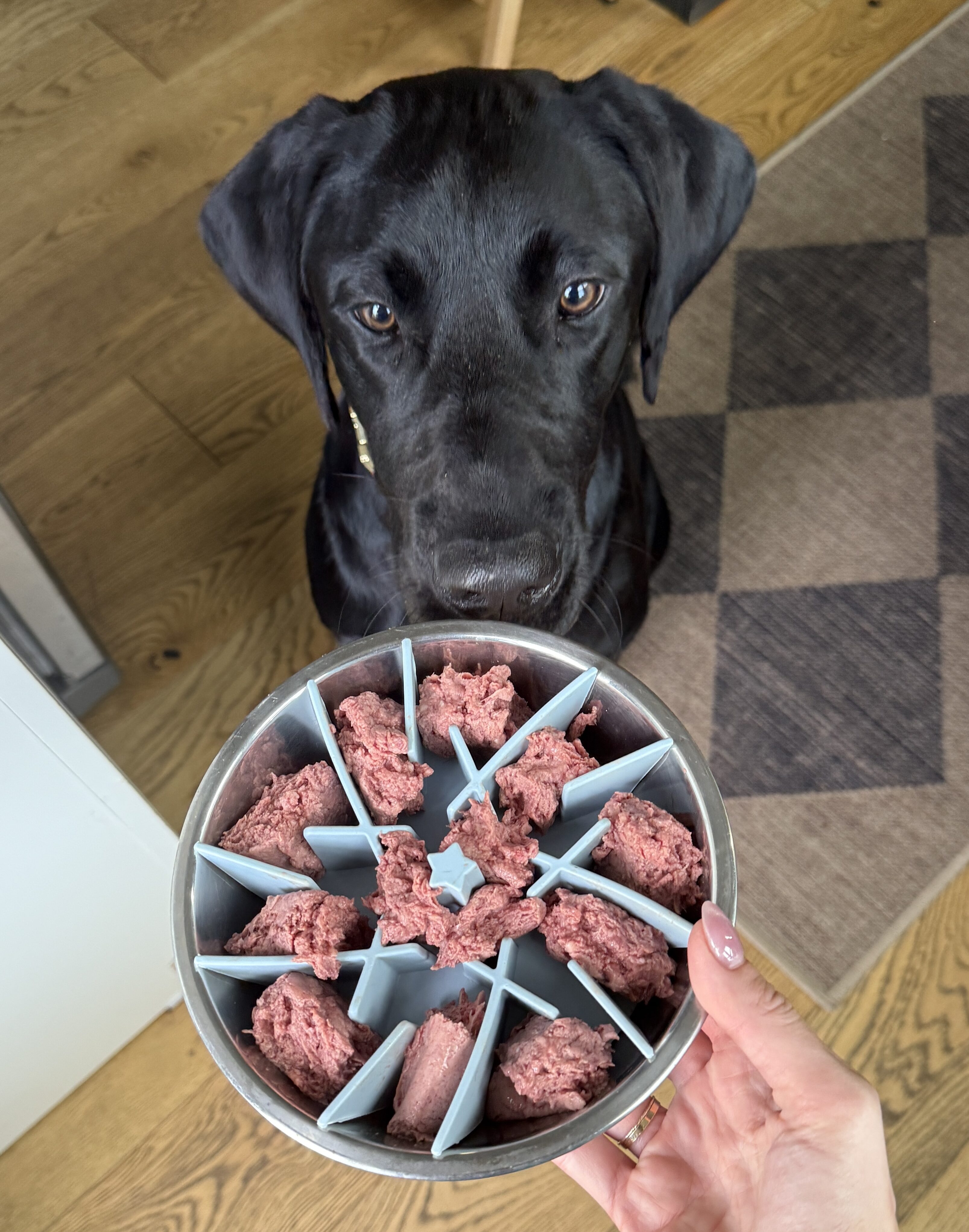 We Feed Raw vs. Maev: Which Is the Healthier Choice for Your Pup?