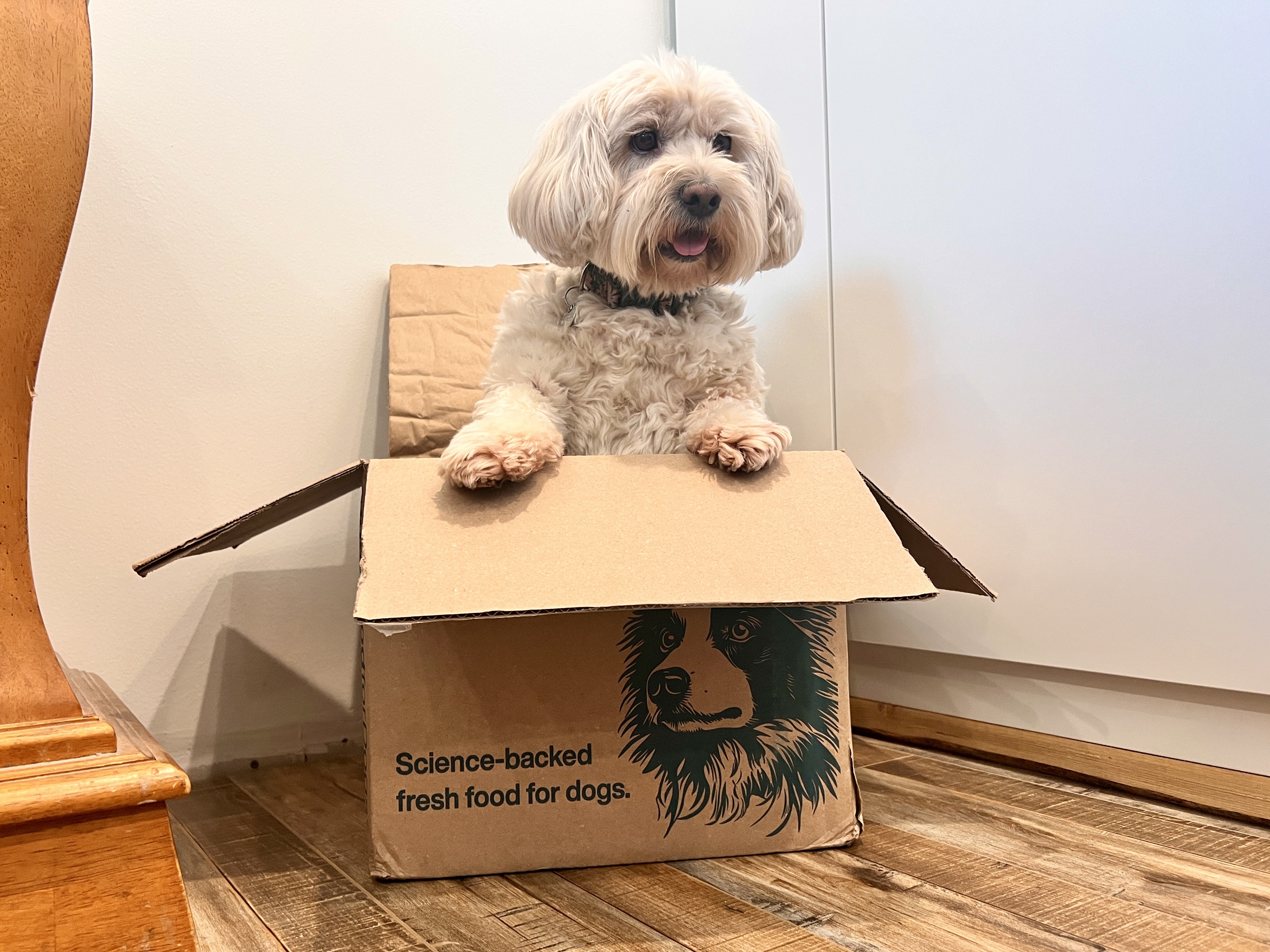 As an Empty Nester, This Is My Favorite Hack for Spoiling My Dog With Fresh, Healthy Meals