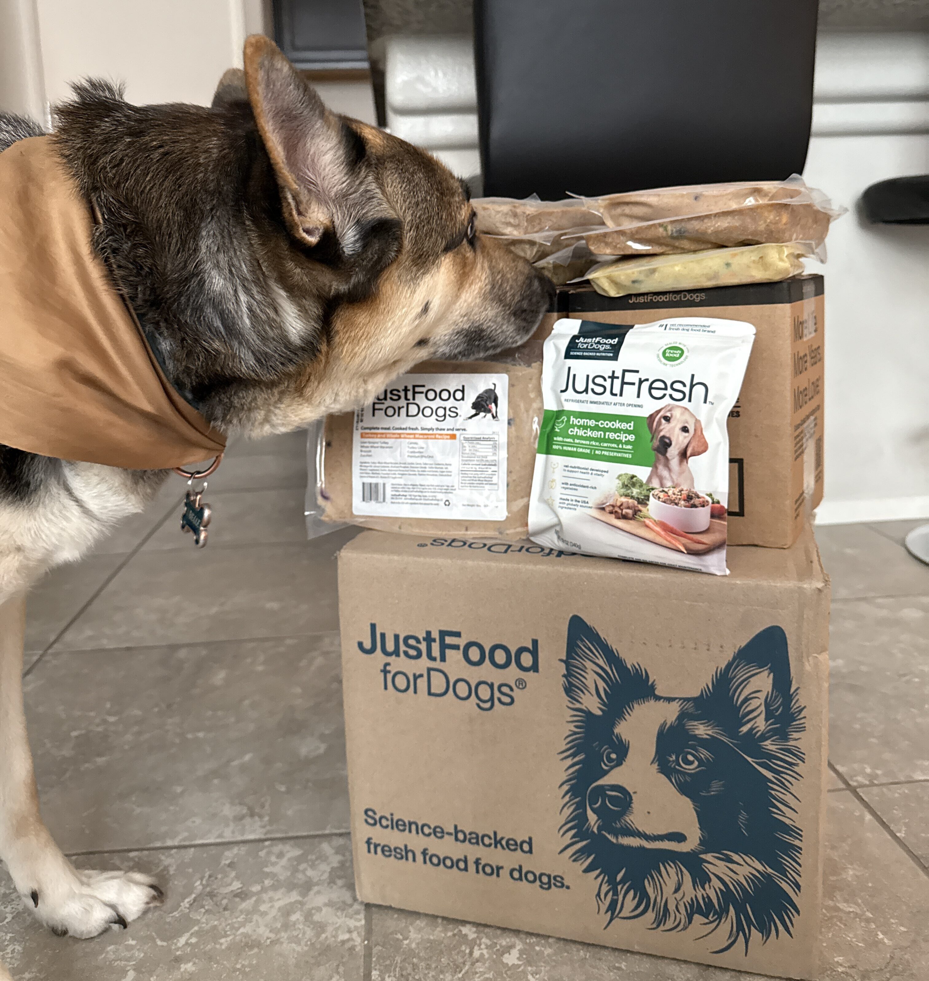 The Fresh Dog Meals Vets Actually Recommend (For Up to 40% Off on Amazon!)