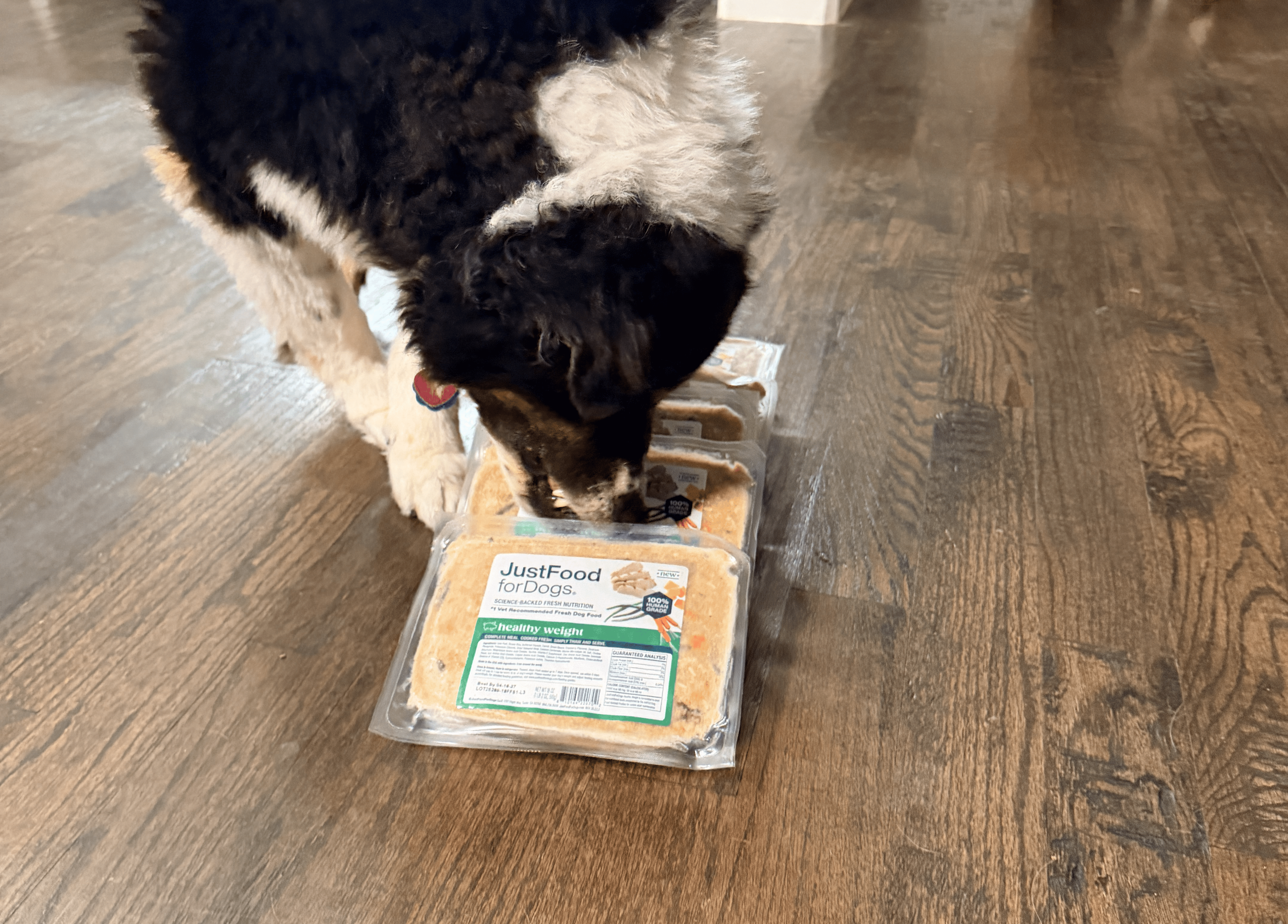 This Dog Food Is Changing My Senior Dog’s Life (Again): Why Healthy Weight Is My #1 Pick for 2026