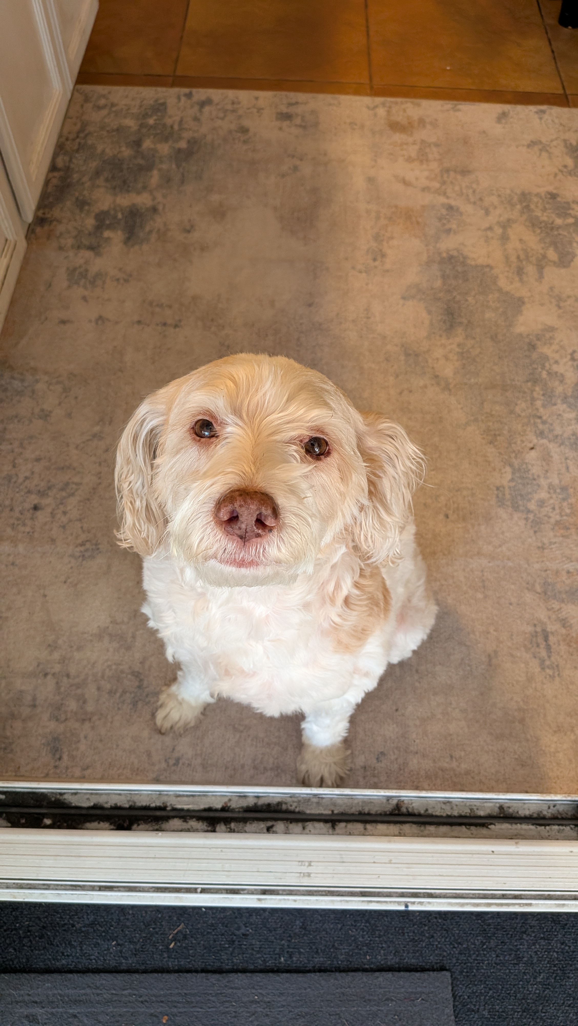 5 Health Benefits That Made Me Switch My Dog To Sundays Food for Dogs