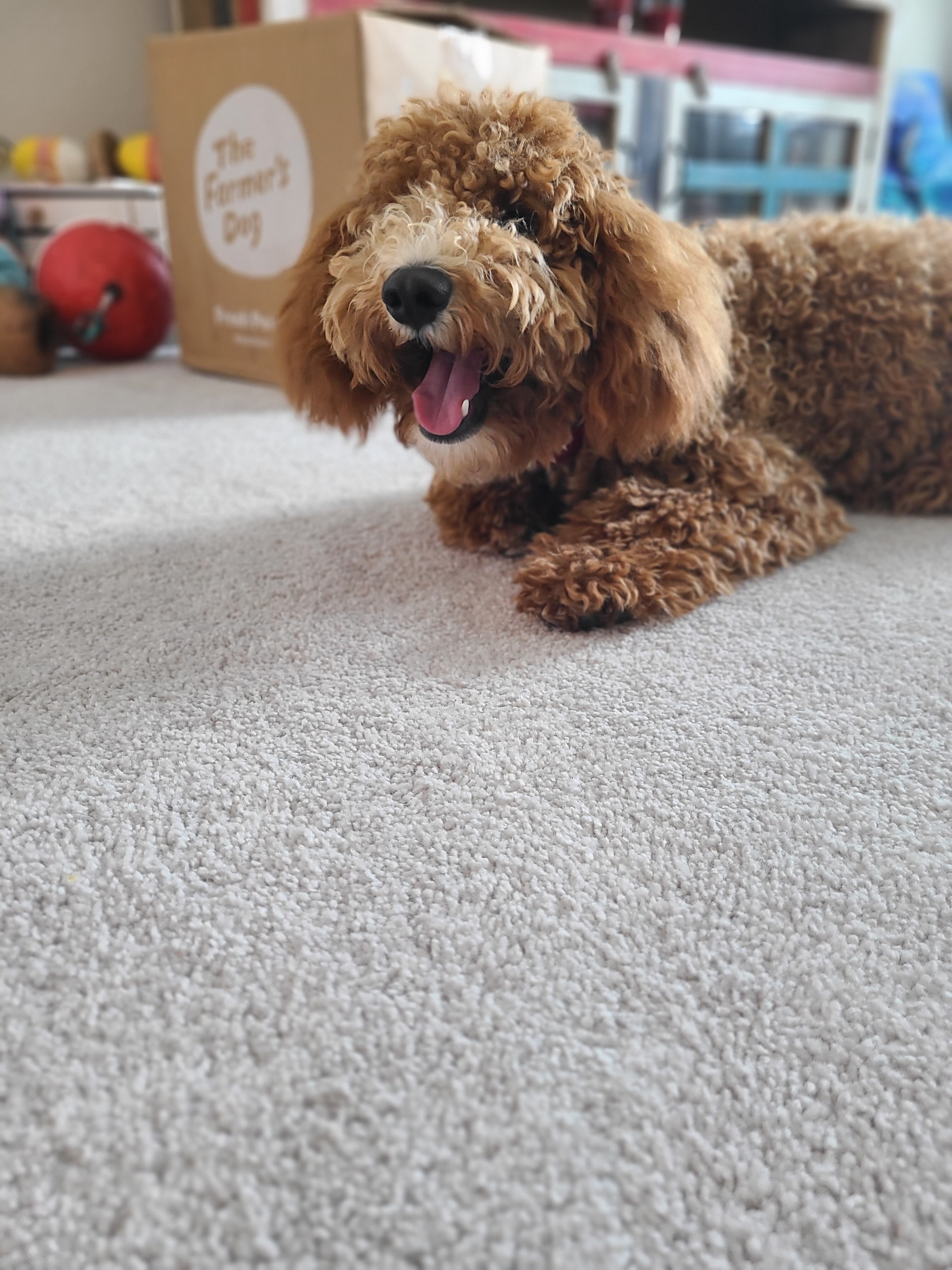 I Ditched Kibble for The Farmer’s Dog – Here’s Why I’m Not Going Back