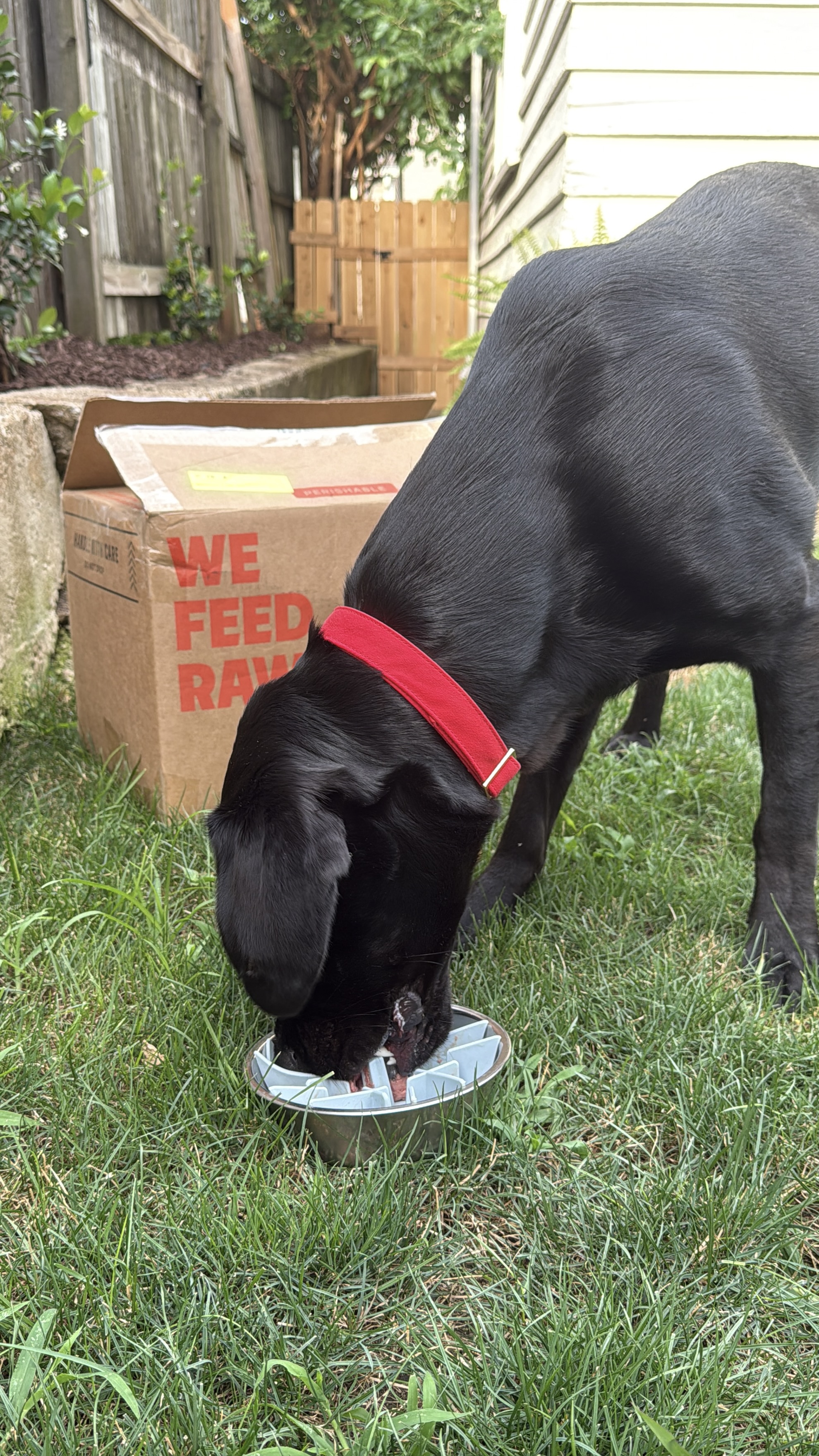 We Feed Raw vs. Maev vs. Ollie vs. Spot & Tango: Which Food Is Best For Your Dog?