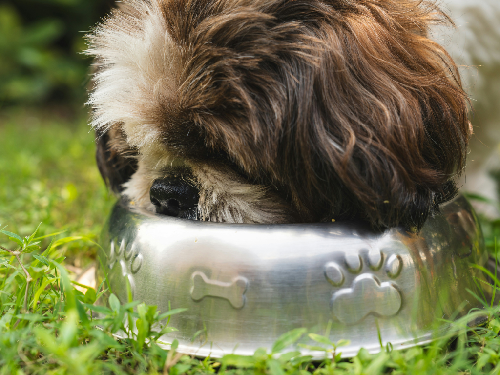 How Dog Food Subscriptions Customize Meals by Breed, Weight, and Activity Level