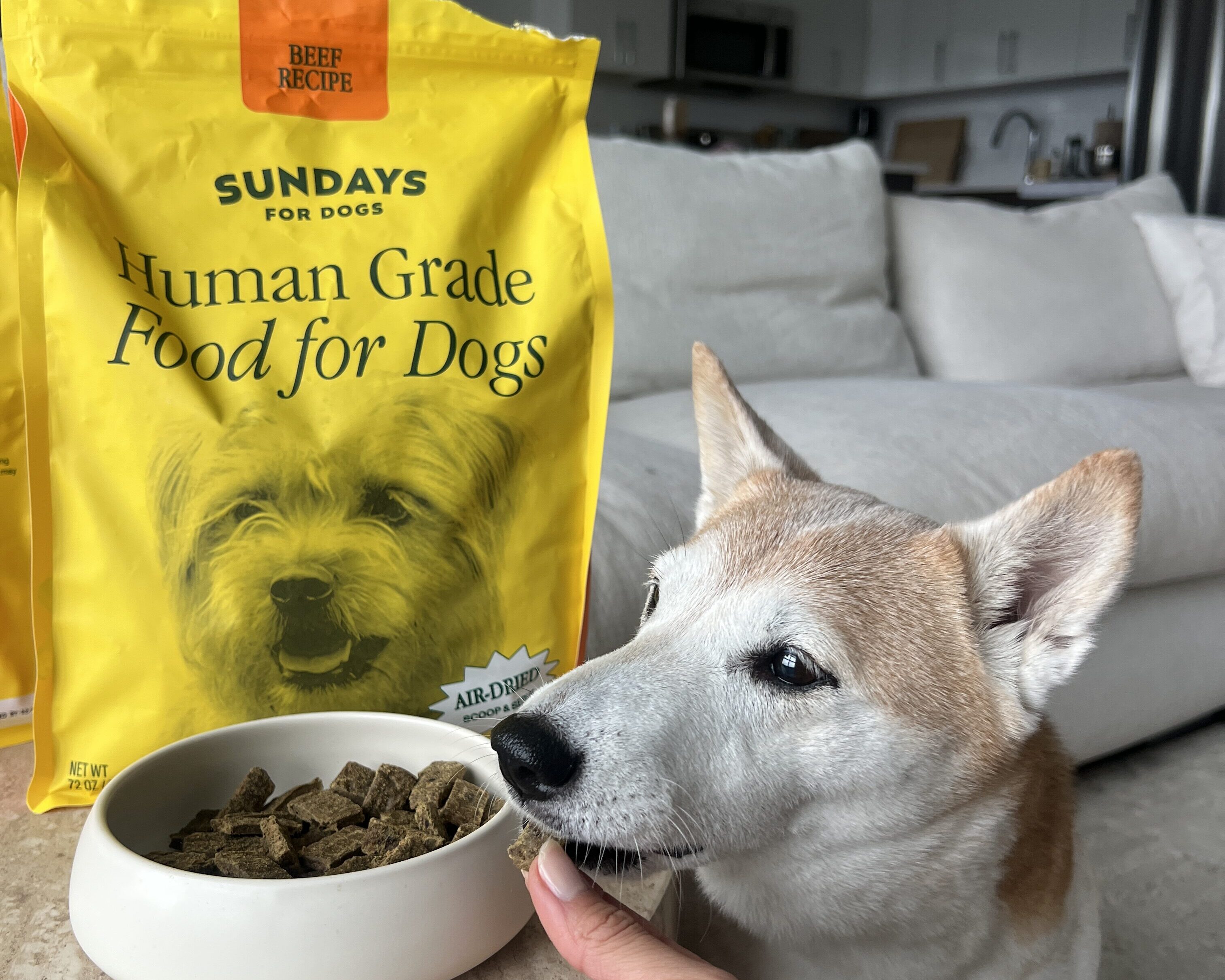 Sundays For Dogs vs. Kibble: Why My Dog Thrived After Making the Switch 