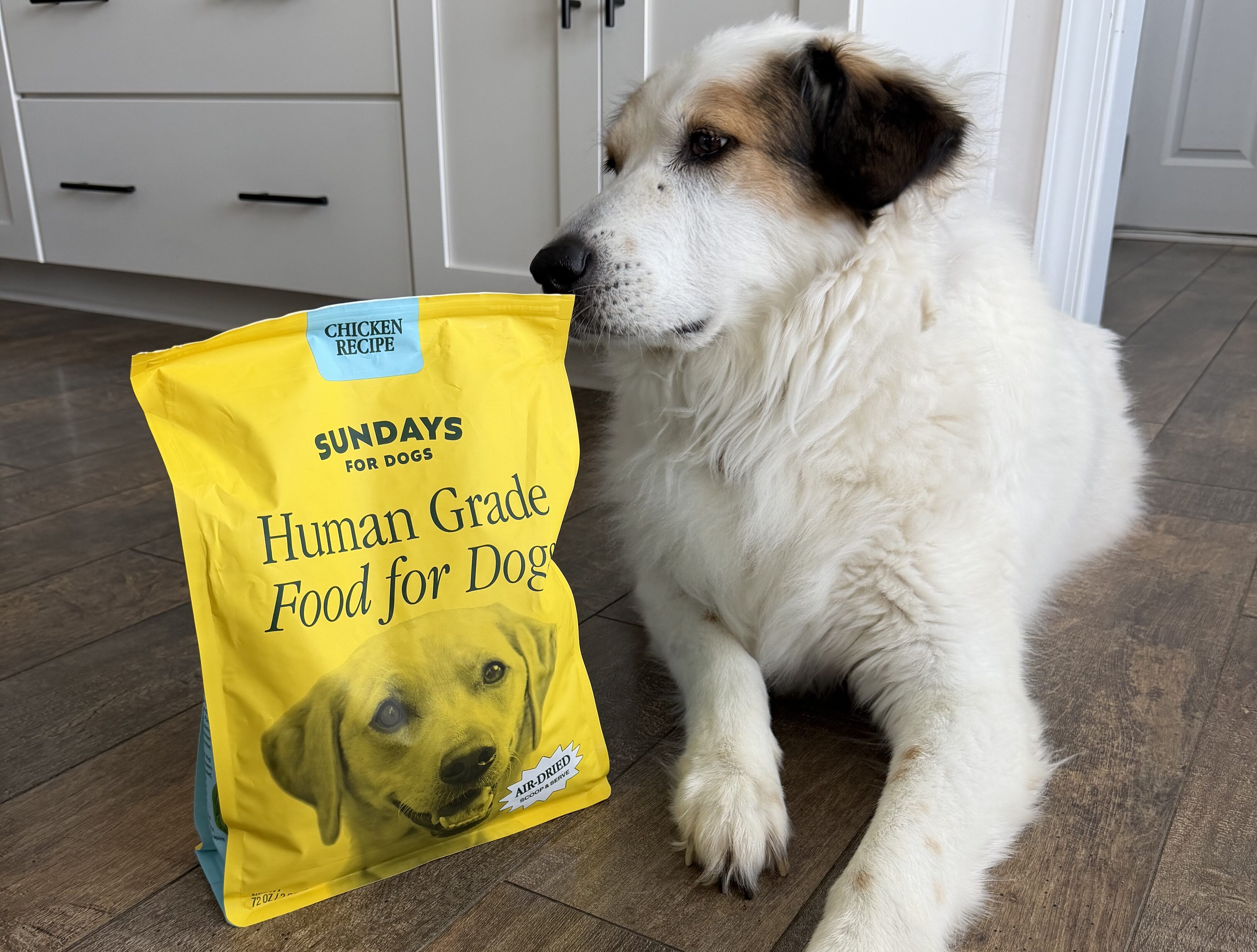 Why Dog Moms Can’t Stop Talking About Sundays For Dogs