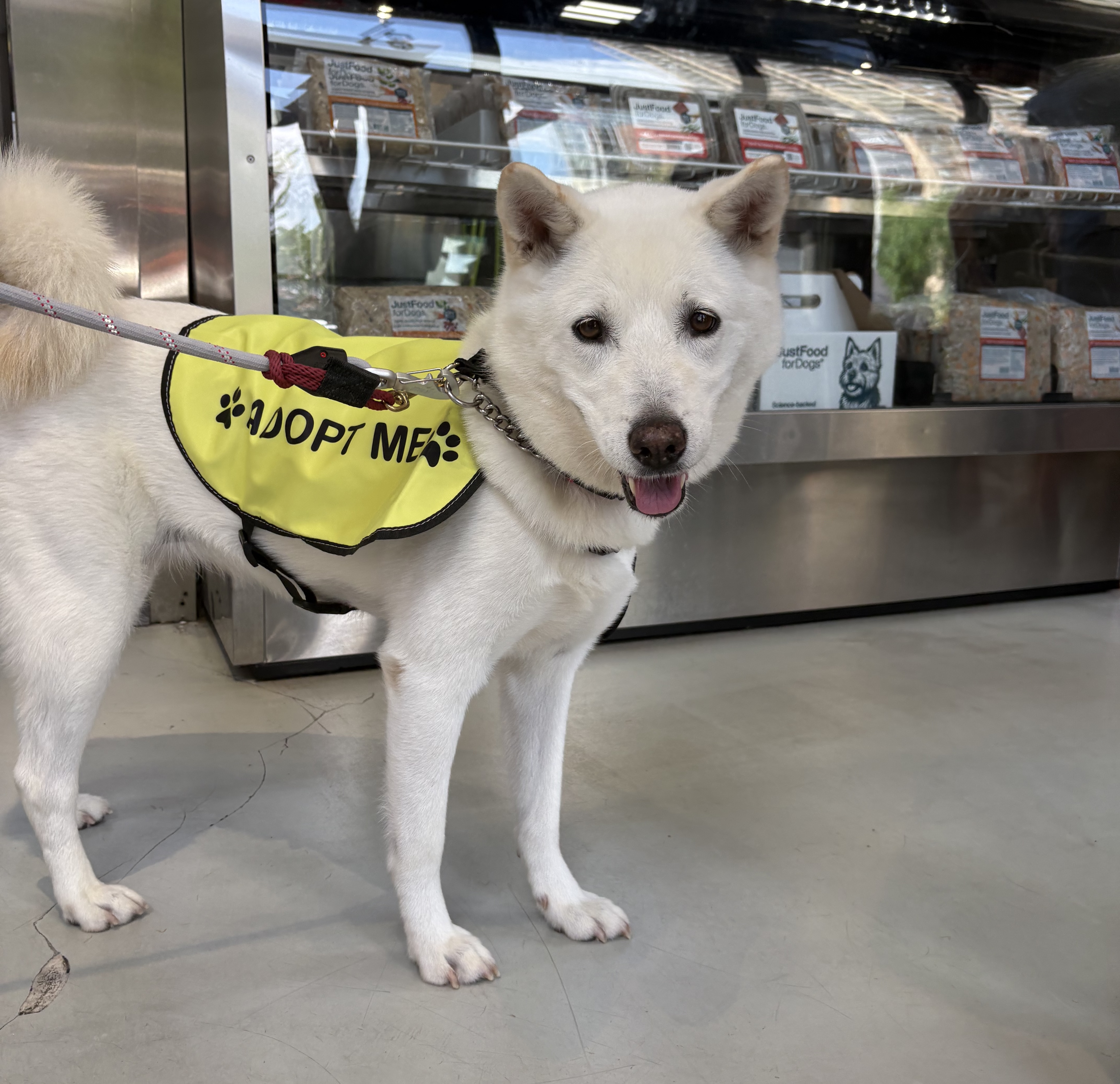 JustFoodForDogs Had Me Rethinking Everything I’ll Feed My Future Pup